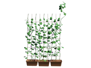 ivy-plants-3d-model-ta
