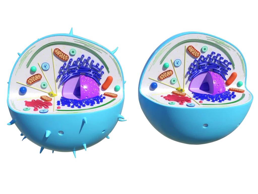 animal-cell-cross-section-3d-model-ta