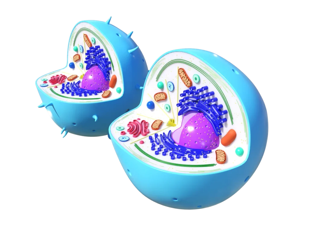 animal-cell-cross-section-3d-model-tc