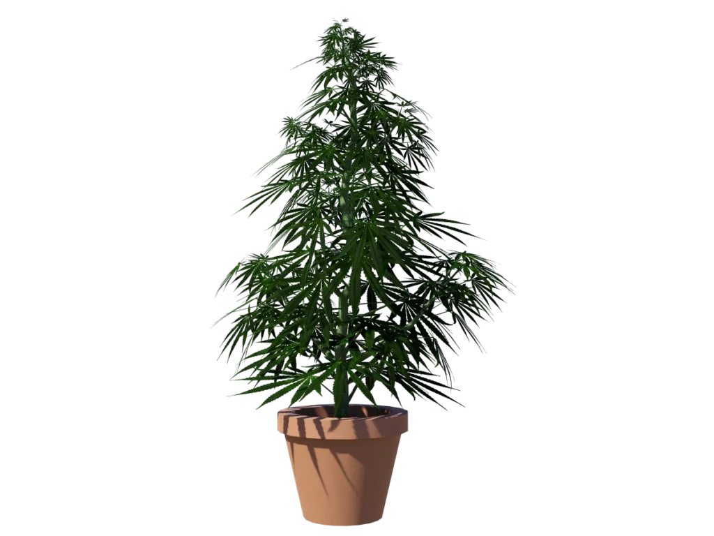 cannabis-3d-model-sativa-tc