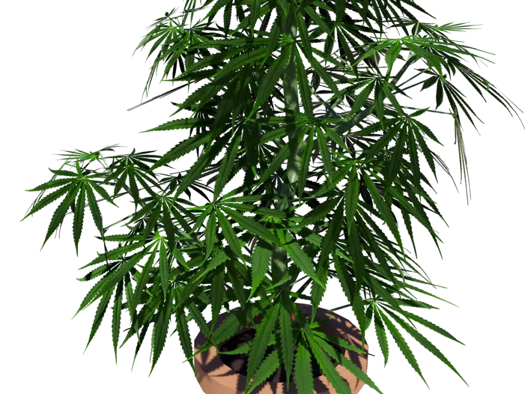 cannabis-3d-model-sativa-td