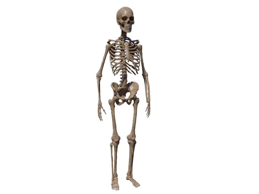 human-skeleton-3d-model-ta
