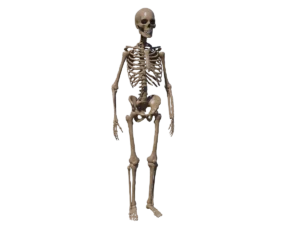 human-skeleton-3d-model-ta