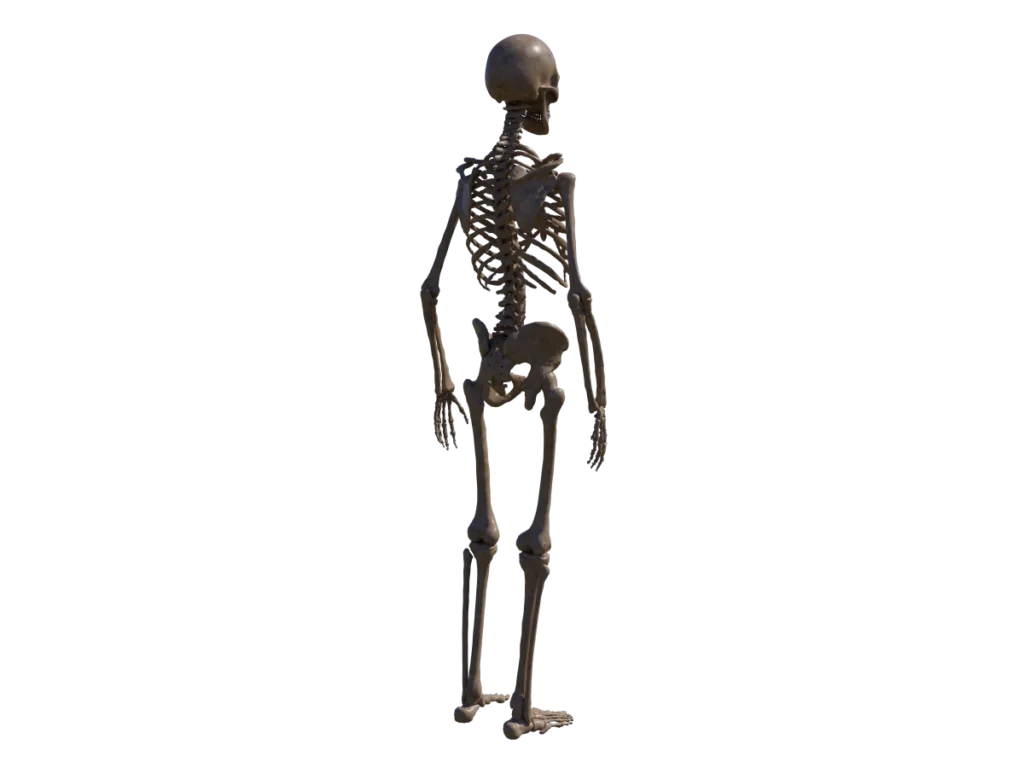 human-skeleton-3d-model-tb