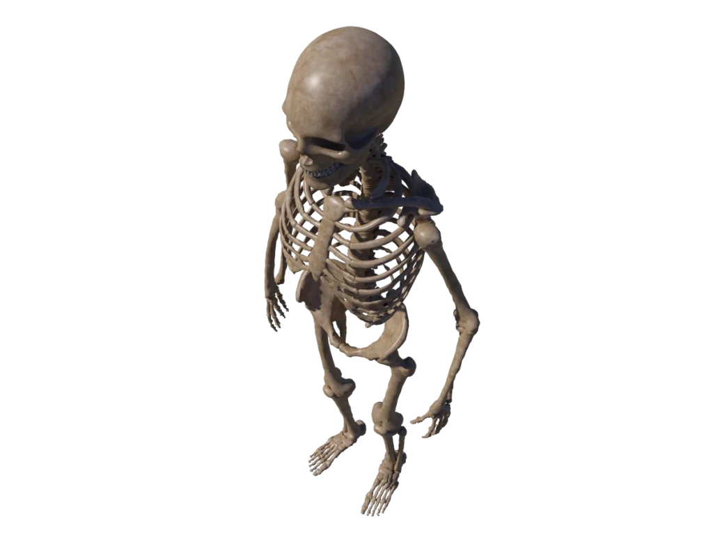human-skeleton-3d-model-tc
