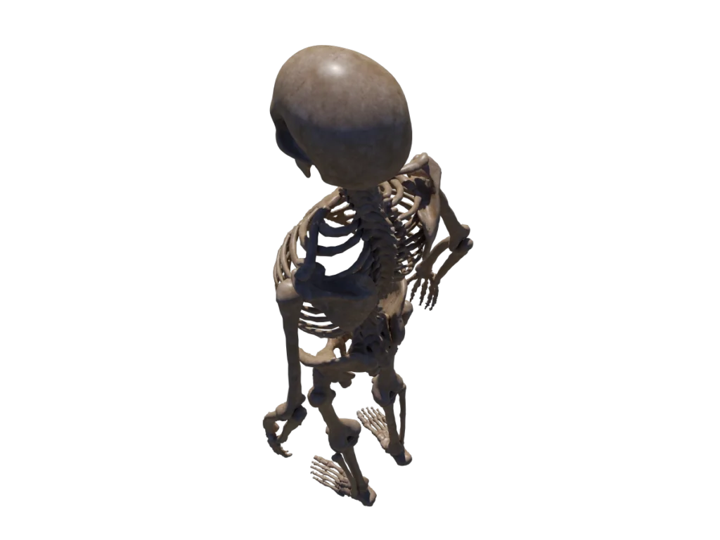 human-skeleton-3d-model-td
