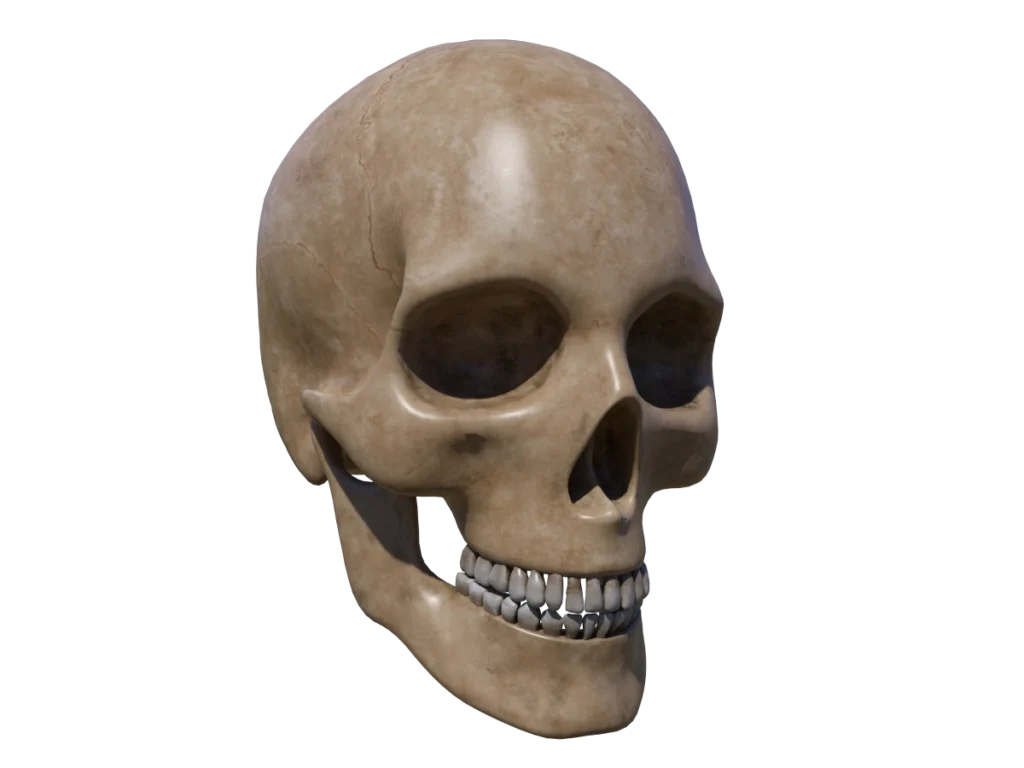 human-skull-3d-model-ta