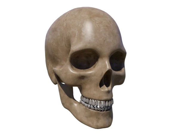 human-skull-3d-model-ta