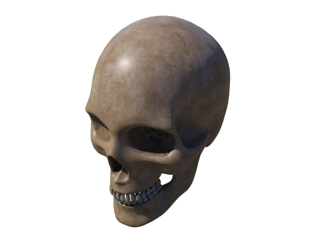 human-skull-3d-model-tb