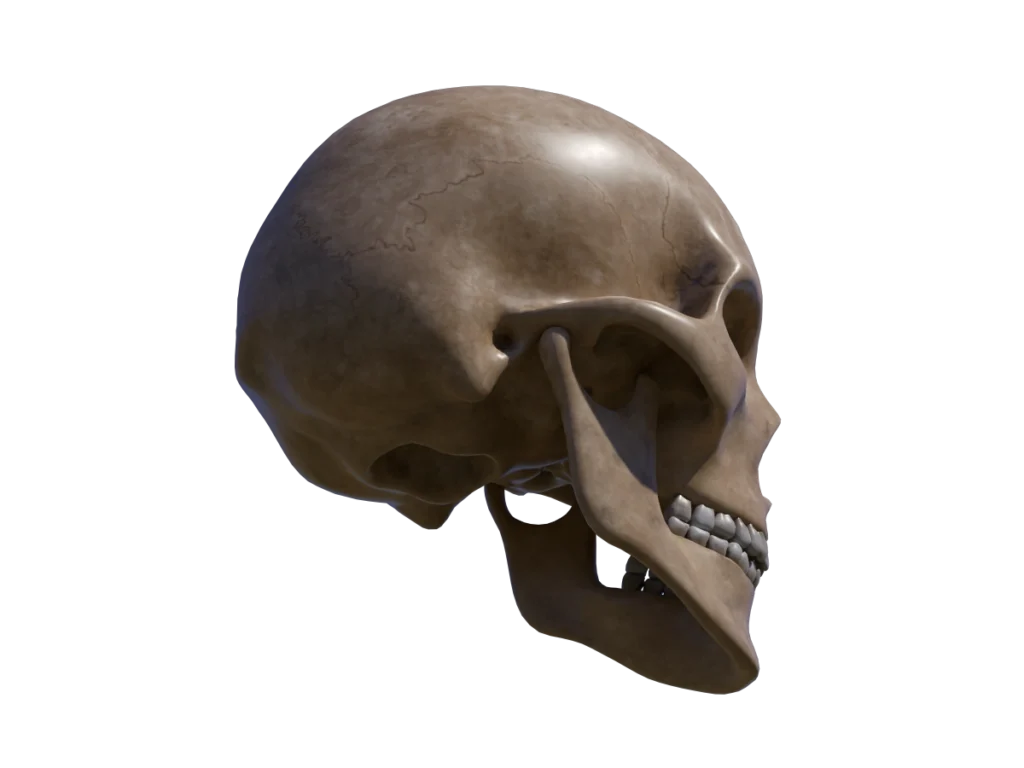 human-skull-3d-model-tc