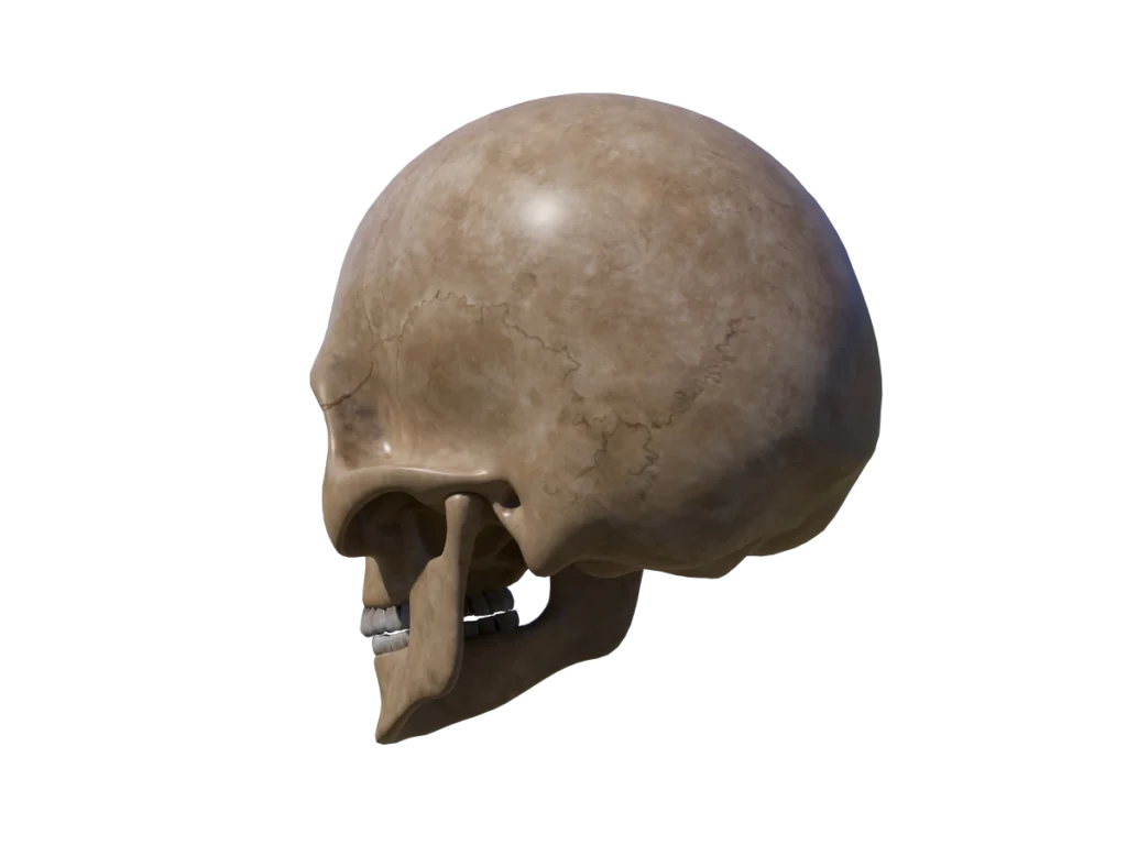 human-skull-3d-model-td