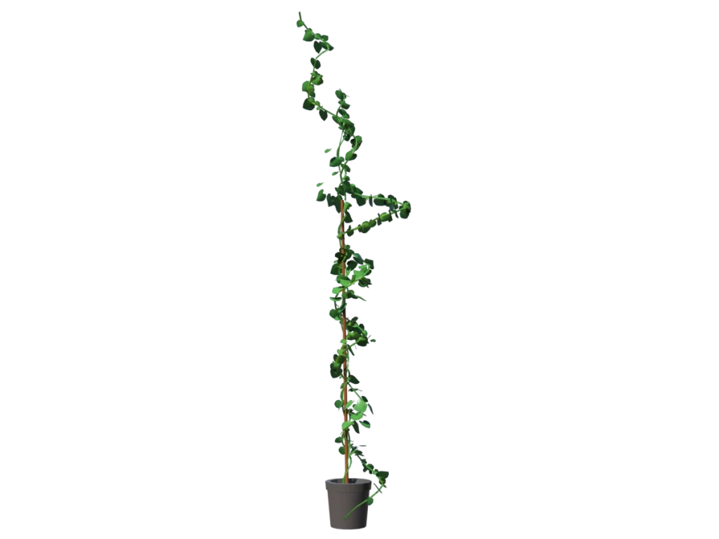 ivy-plant-single-3d-model-ta