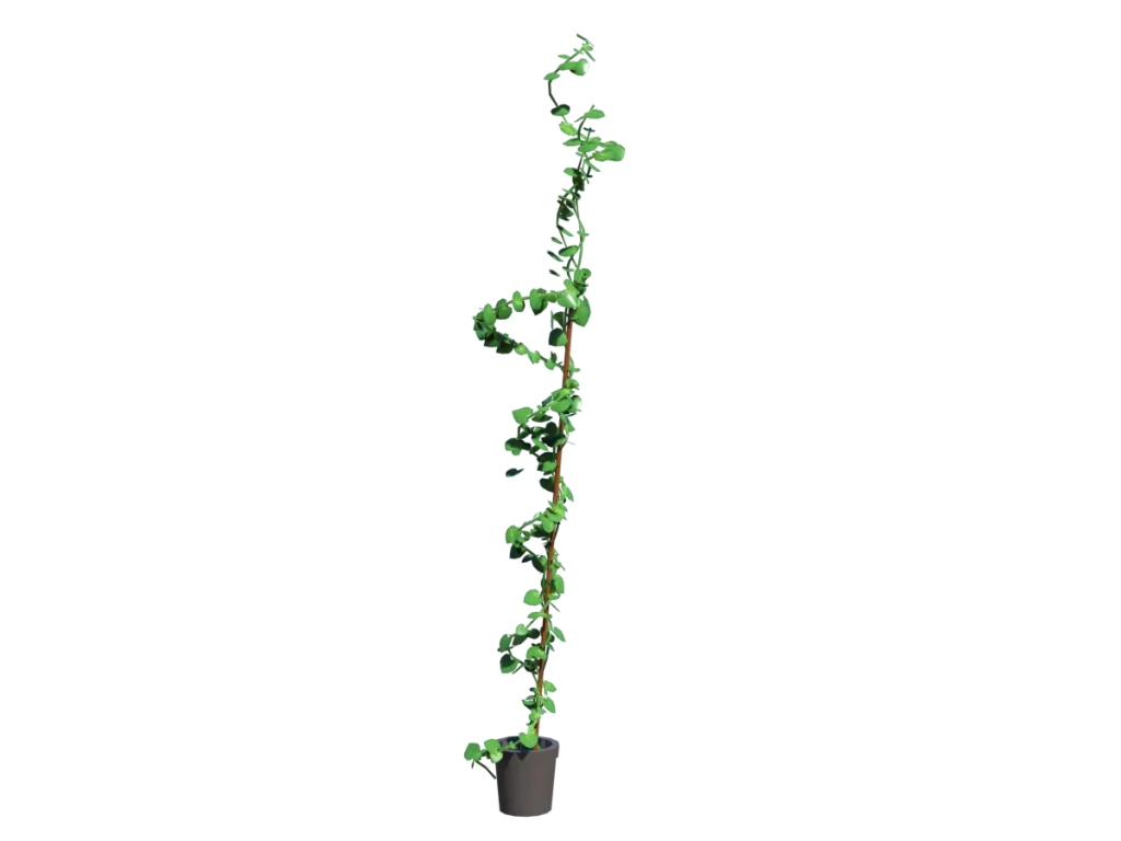 ivy-plant-single-3d-model-tc