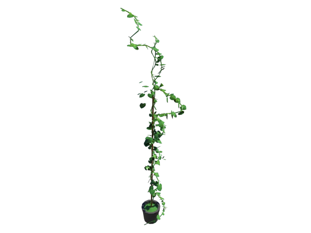 ivy-plant-single-3d-model-td