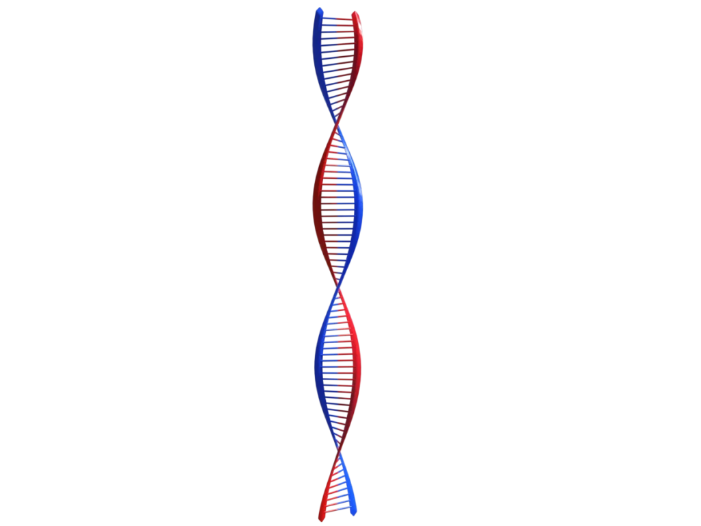 protein-synthesis-dna-3d-model-ta