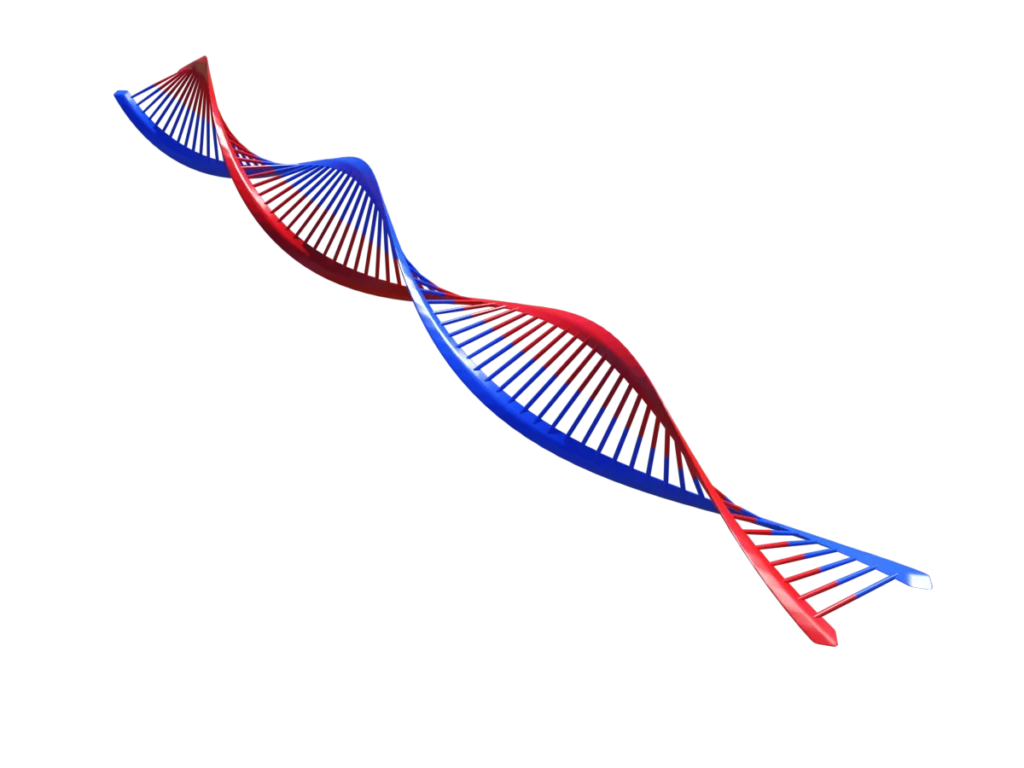 protein-synthesis-dna-3d-model-tc