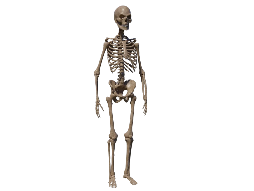 skeleton-halloween-3d-model-angry-skull-ta