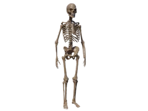 skeleton-halloween-3d-model-angry-skull-ta
