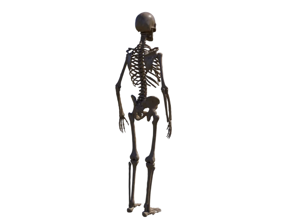 skeleton-halloween-3d-model-angry-skull-tb