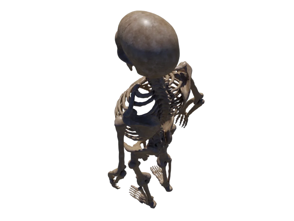 skeleton-halloween-3d-model-angry-skull-td