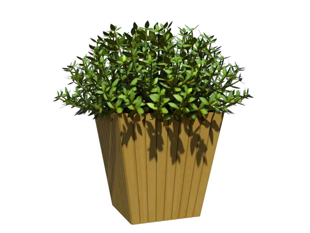 buxus-box-plant-3d-model-tb