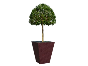 buxus-box-plant-3d-model-tree-ta