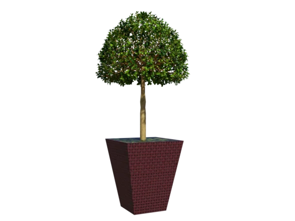 buxus-box-plant-3d-model-tree-ta