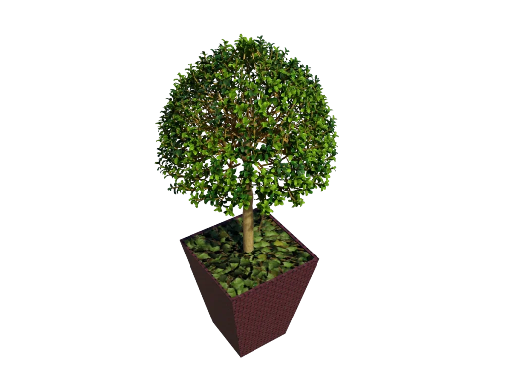 buxus-box-plant-3d-model-tree-tb