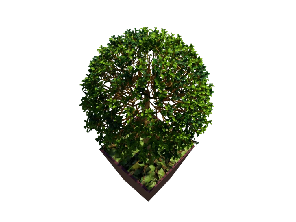 buxus-box-plant-3d-model-tree-tc