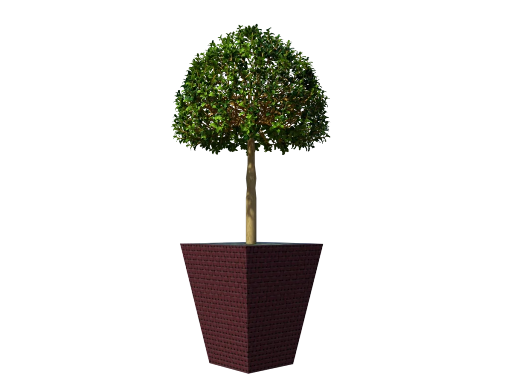 buxus-box-plant-3d-model-tree-td