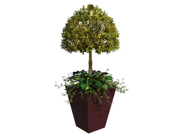 buxus-box-plant-ivy-3d-model-ta