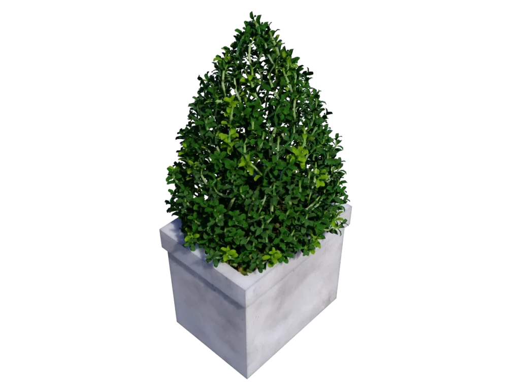 buxus-box-plant-pyramid-3d-model-tb