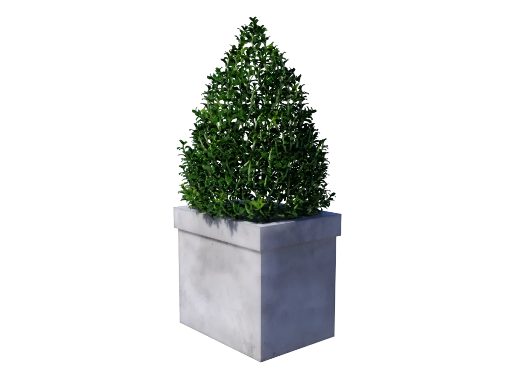 buxus-box-plant-pyramid-3d-model-tc
