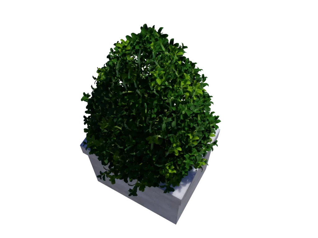 buxus-box-plant-pyramid-3d-model-td