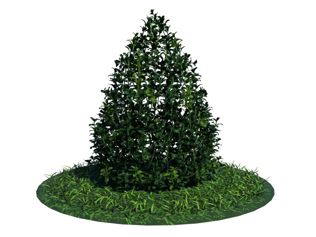 buxus-plant-cone-shape-3d-model-on-grass-ta