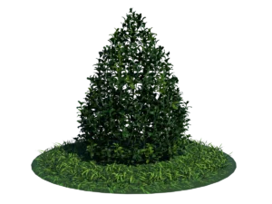 buxus-plant-cone-shape-3d-model-on-grass-ta