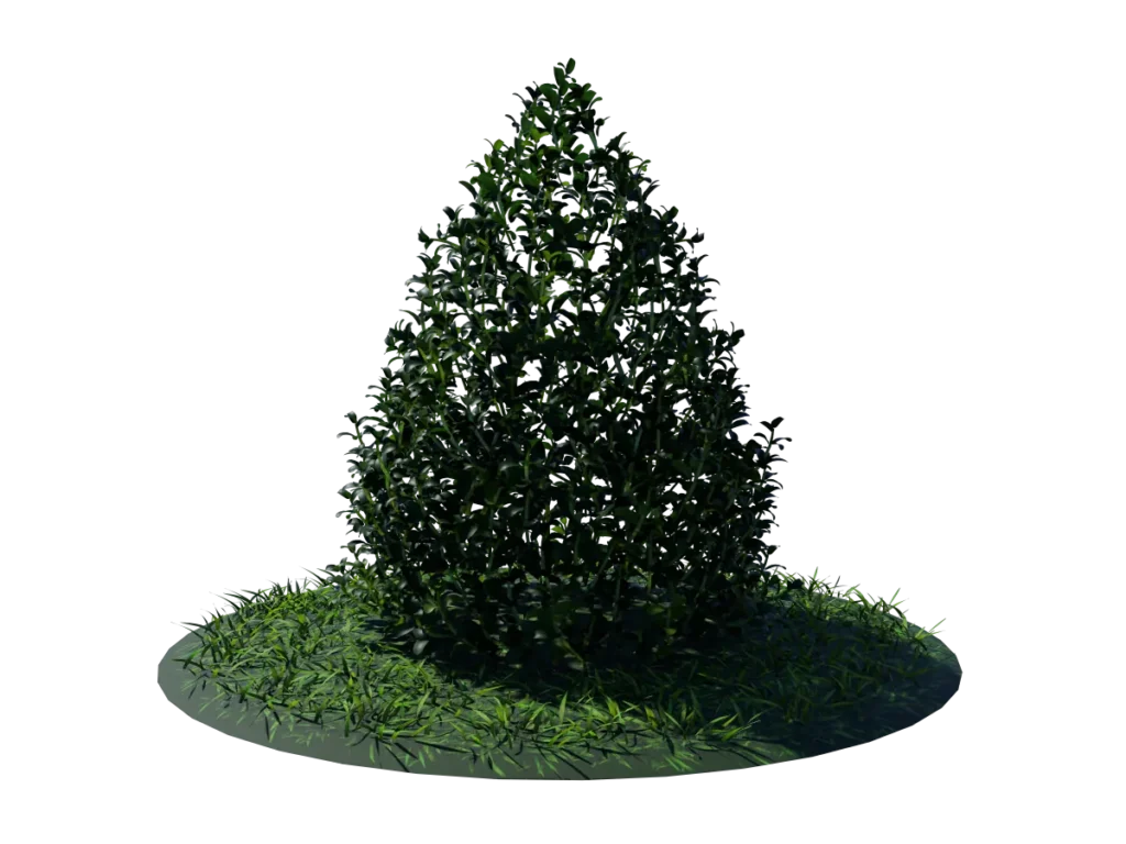 buxus-plant-cone-shape-3d-model-on-grass-td