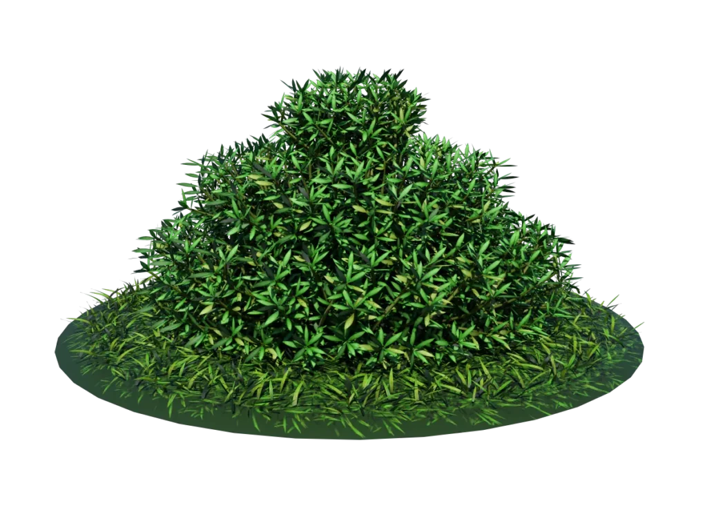 buxus-shrub-long-leaf-3d-model-ta