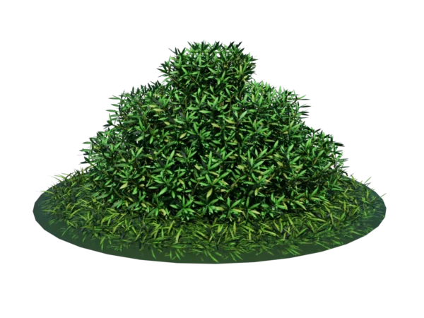 buxus-shrub-long-leaf-3d-model-ta
