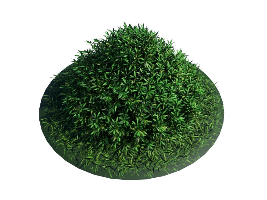 buxus-shrub-long-leaf-3d-model-tb