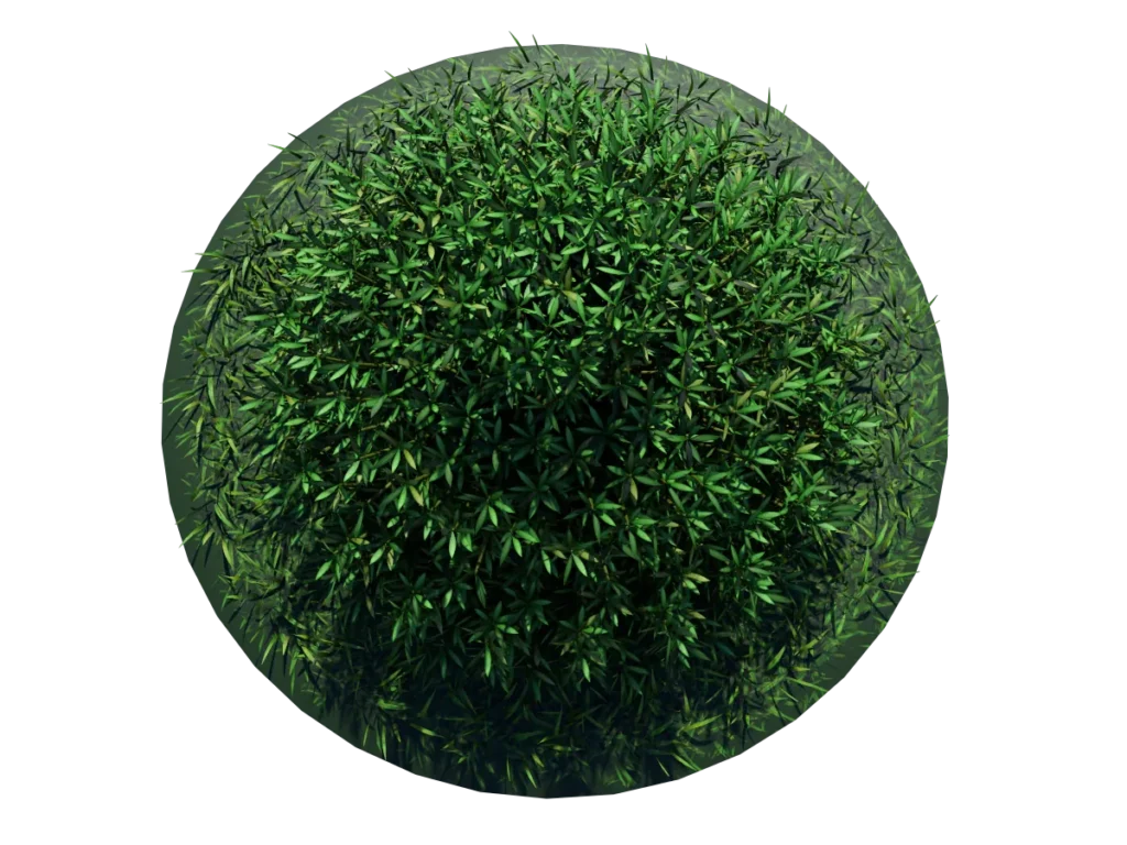 buxus-shrub-long-leaf-3d-model-tc