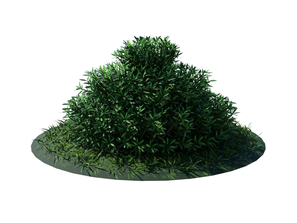 buxus-shrub-long-leaf-3d-model-td