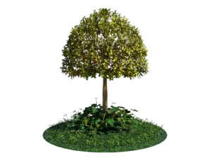 buxus-tree-with-ivy-grass-3d-model-ta