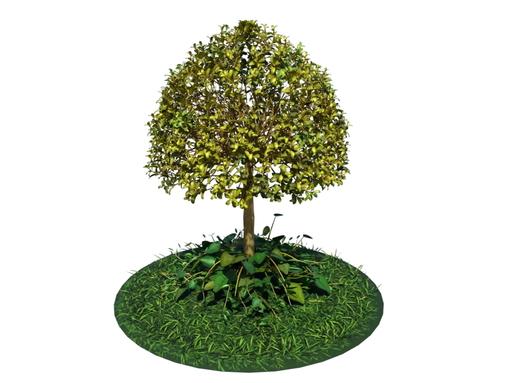 buxus-tree-with-ivy-grass-3d-model-tb