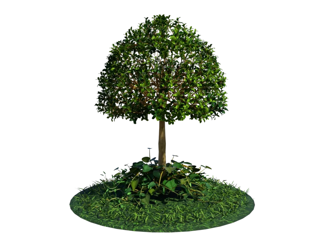 buxus-young-tree-on-grass-3d-model-circular-ta