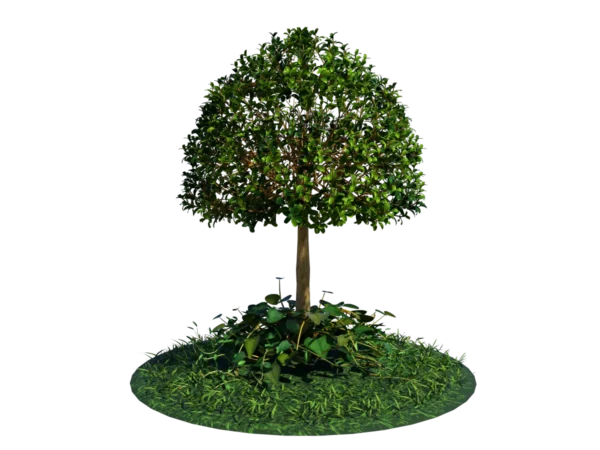 buxus-young-tree-on-grass-3d-model-circular-ta