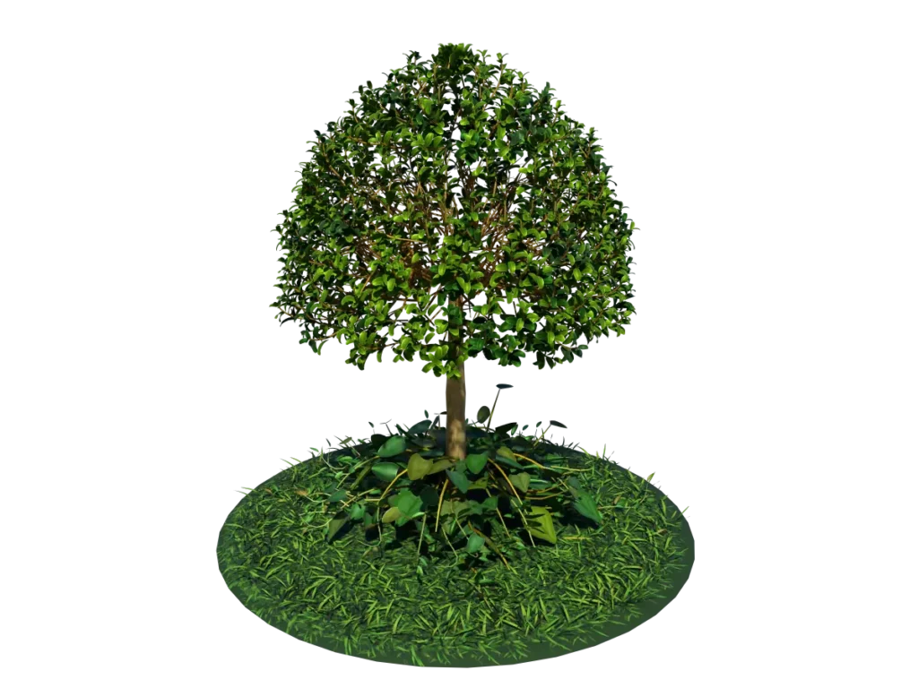 buxus-young-tree-on-grass-3d-model-circular-tb