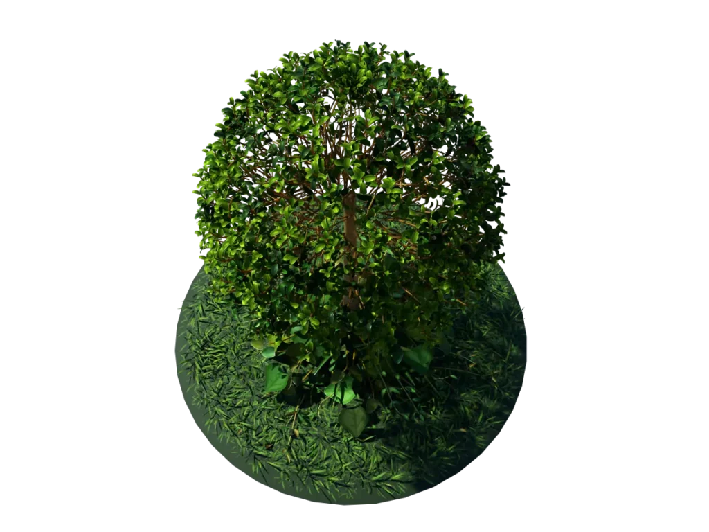 buxus-young-tree-on-grass-3d-model-circular-tc