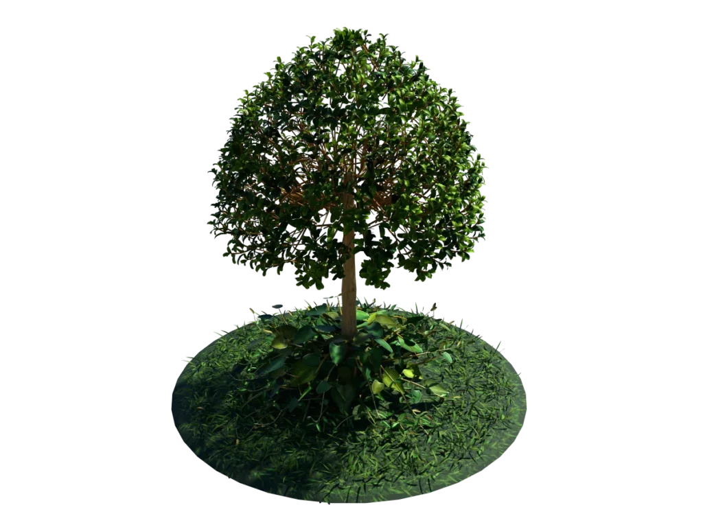 buxus-young-tree-on-grass-3d-model-circular-td