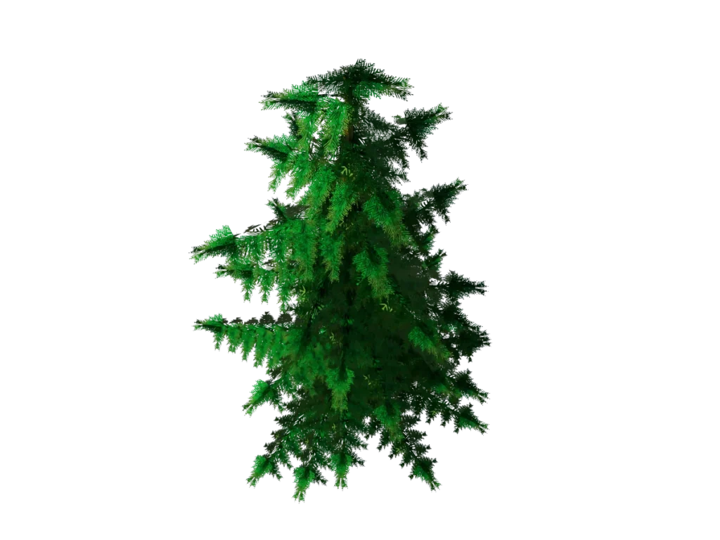 conifer-pine-tree-3d-model-tc